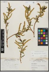 Foto von Salix alba subsp. vitellina (L.) Arcang. x Salix fragilis L.